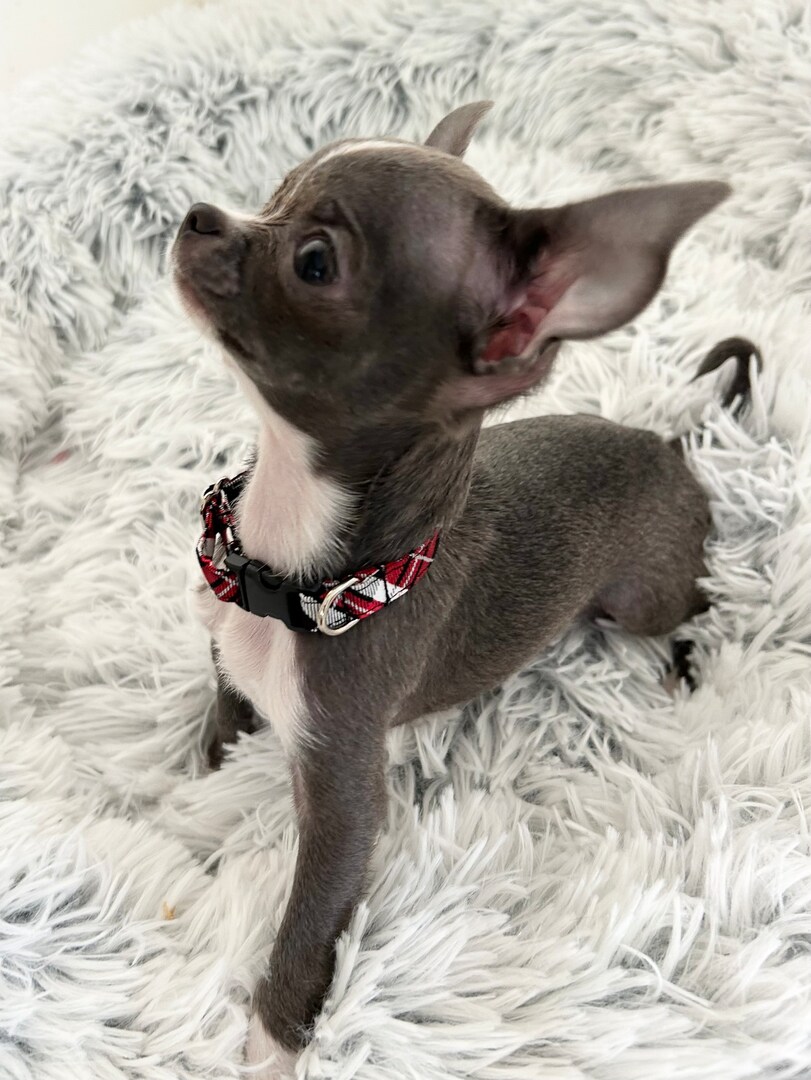 Teeny Tiny Teacup Puppy Collar, Black Plaid in to or to 8